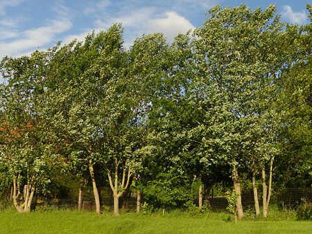 Saule marsault (Salix caprea) - Un jardin en Pévèle